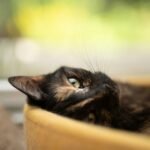 A black and brown cat laying in a bowl