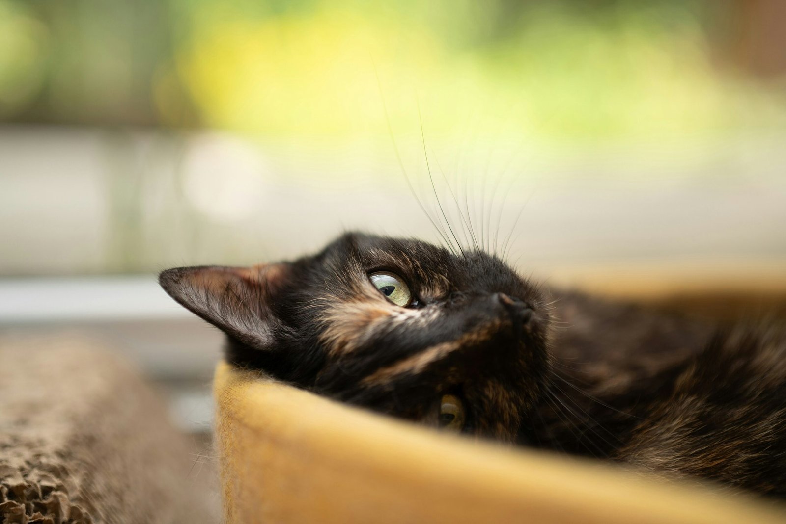 A black and brown cat laying in a bowl